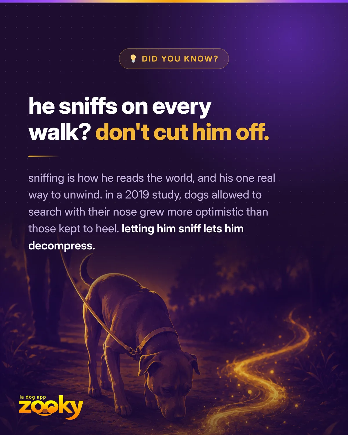Dog sniffing the ground during a walk on the leash