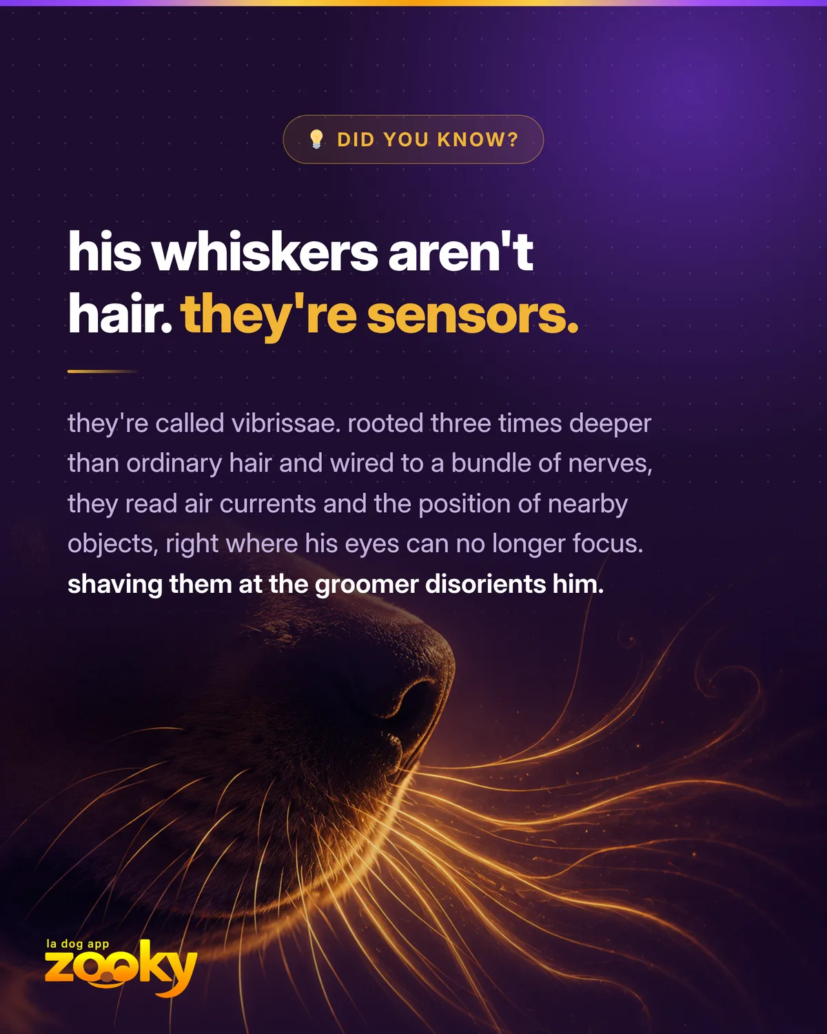 Close-up of a dog's whiskers (vibrissae), true sensory organs