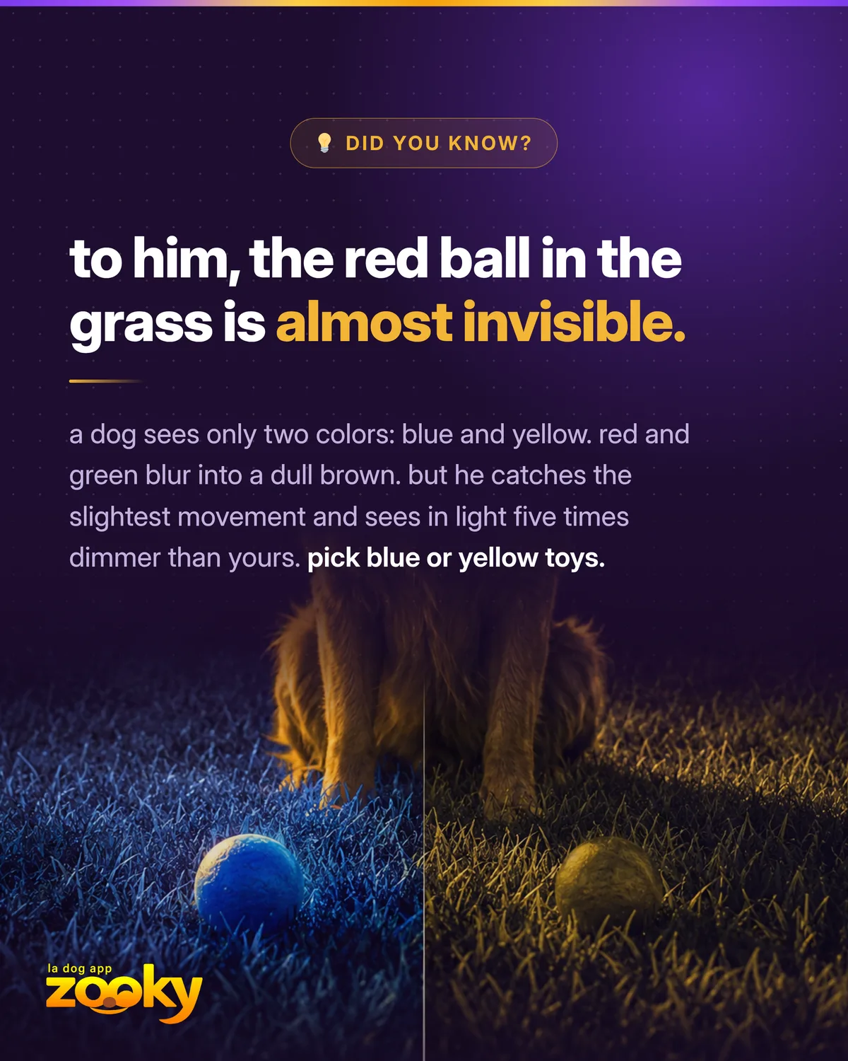 A dog's colour vision: it mainly sees blue and yellow, not red