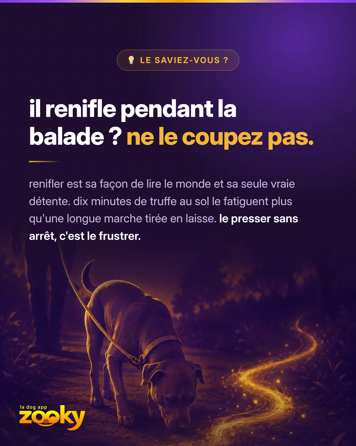 Chien qui renifle le sol pendant une promenade en laisse