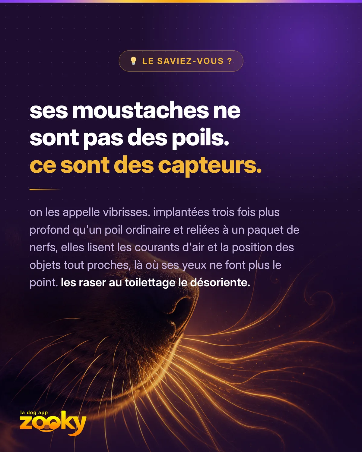 Gros plan sur les moustaches (vibrisses) d'un chien, de véritables capteurs sensoriels