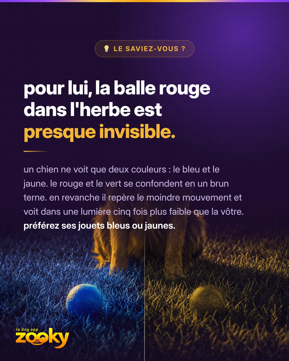 Vision des couleurs du chien : il voit surtout le bleu et le jaune, pas le rouge